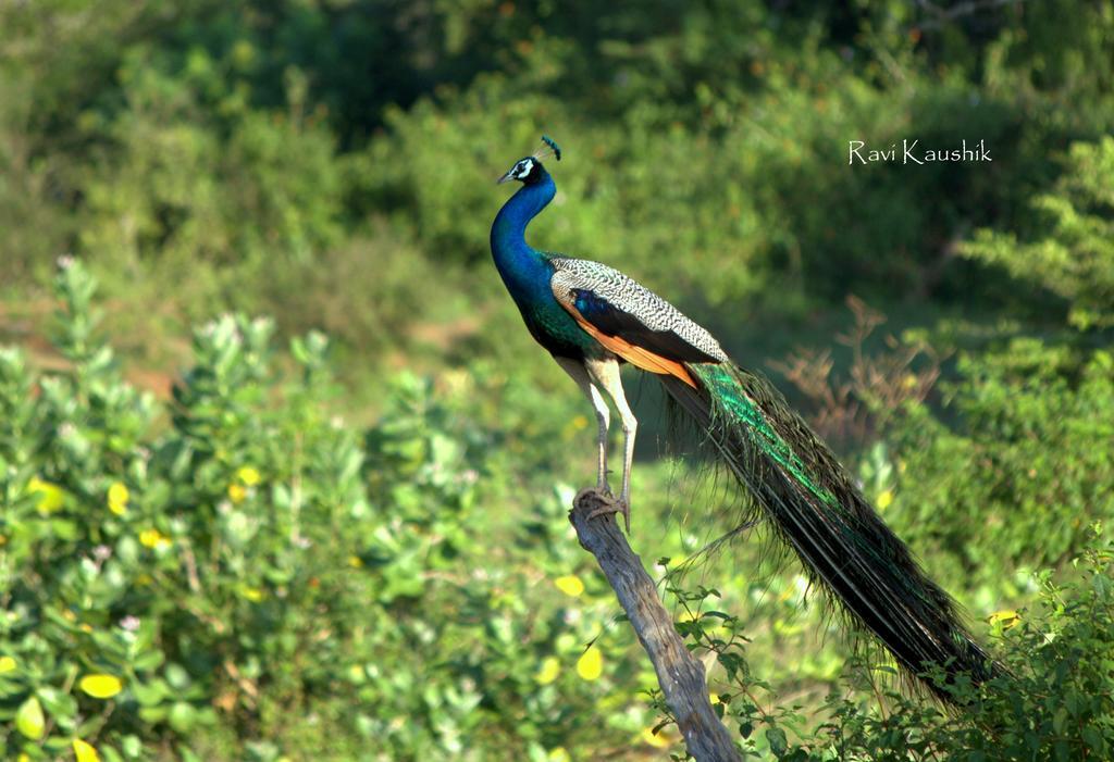 Sigiriya Peacock Homestay ภายนอก รูปภาพ
