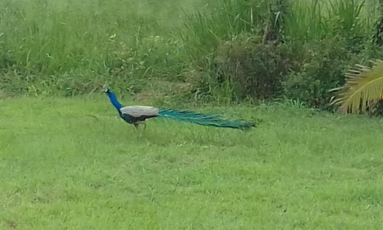 Sigiriya Peacock Homestay ภายนอก รูปภาพ